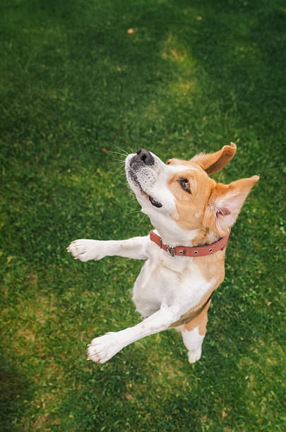 istock Playful beagle with ears flapping stands on hind legs outdoors, eagerly focused upward while expecting a treat 2228427432