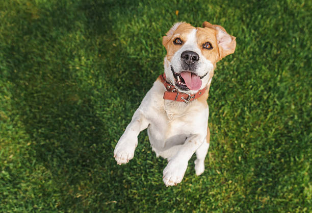 istock Joyful beagle dog jumping on grass with tongue out and front paws raised, expressing excitement and energy in a bright outdoor setting 2228427683
