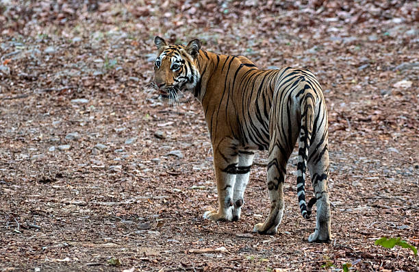 istock Female tigress in the forest 2228427814