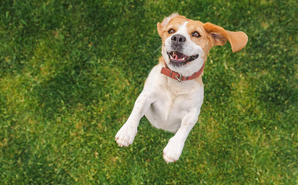 istock Beagle dog jumping with joyful expression and mouth open, ears flapping mid-air above a green lawn 2228427879