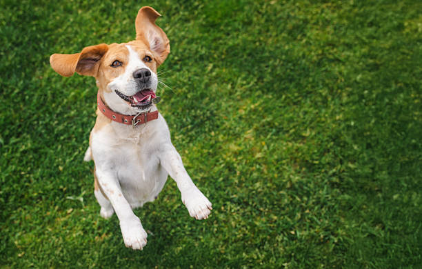 istock Happy beagle dog jumping on green grass with ears flapping and mouth open in a joyful expression, mid-air in a playful moment 2228428021