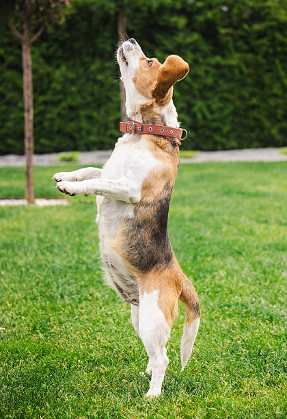 istock Beagle standing upright on hind legs with alert expression, focused on something above, in a garden during an outdoor training moment 2228428782