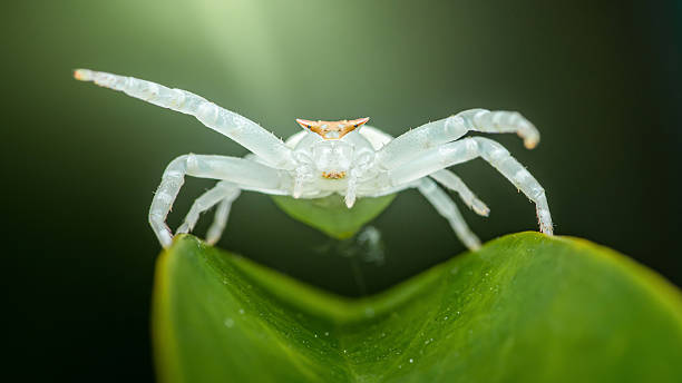 istock White spider standing on a green leaf: a close-up view 2228429555