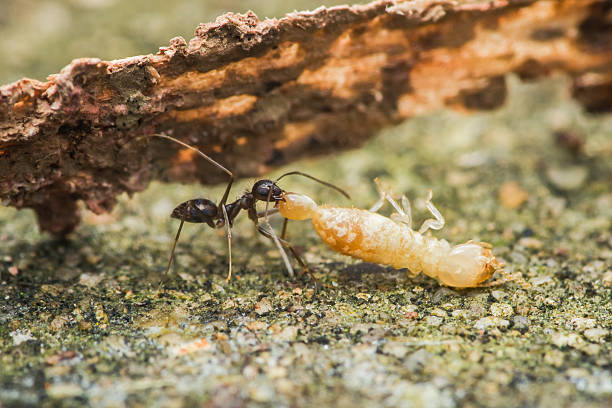 istock Black ant carrying dead termite on forest floor 2228429559