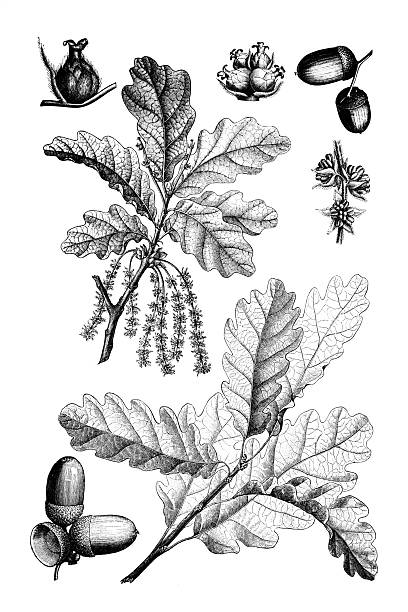 European oak and Sessile oak
