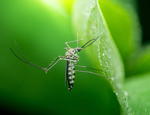 istock Asian tiger mosquito resting on green leaf with dew drops 2228429671