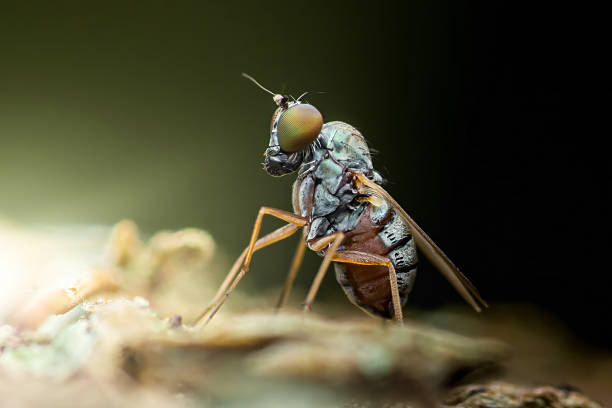 istock Long-legged fly standing on a branch: exploring wildlife 2228429713