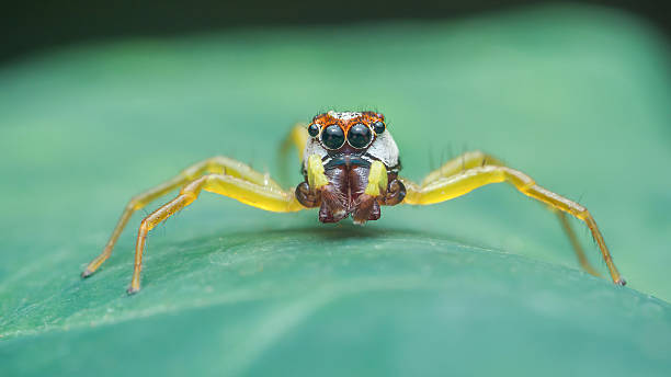 istock Jumping spider crawling on a green leaf in a macro close-up photography 2228429723