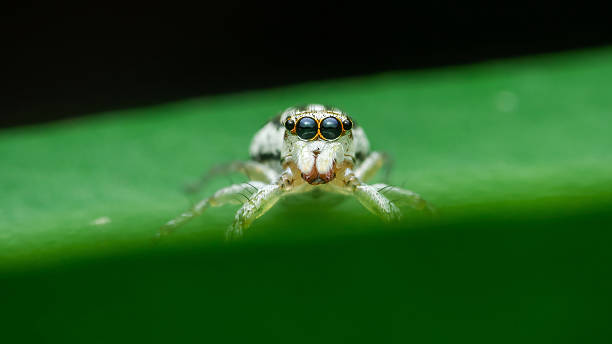 istock Jumping spider standing on green leaf showing big eyes 2228429727