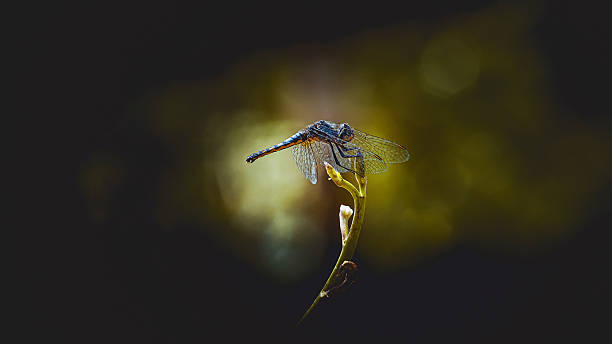 Dragonfly perching on a plant stem in nature