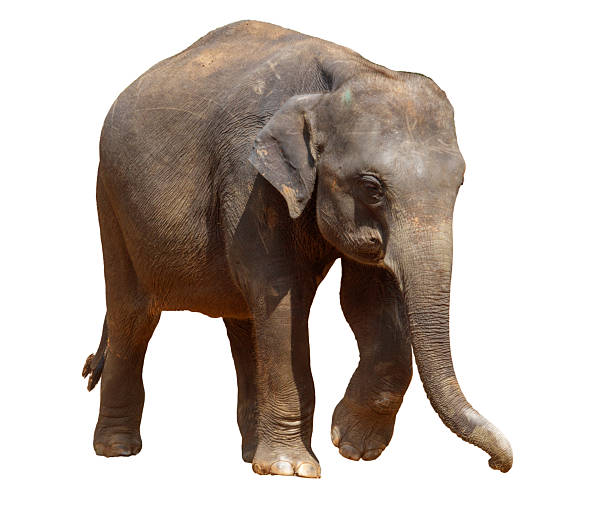 istock A large elephant is walking across a white background 2228432929