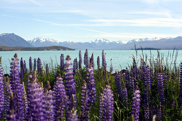 Beginning of New Zealand summer near Lake Tekapo is time to watch lupines blossoming.