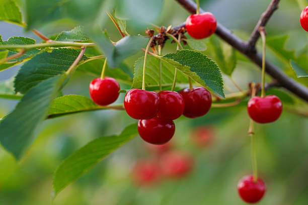 istock A bunch of red cherries hanging from a tree 2228433673