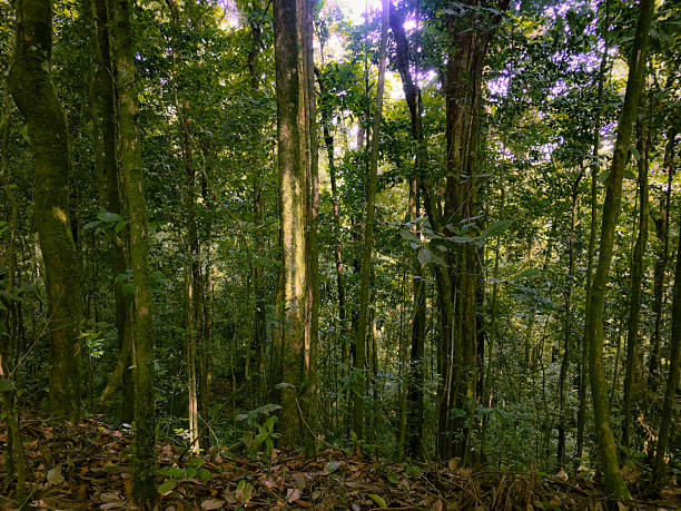 istock Deep of Meratus Mountain at Borneo Rainforest 2228433707