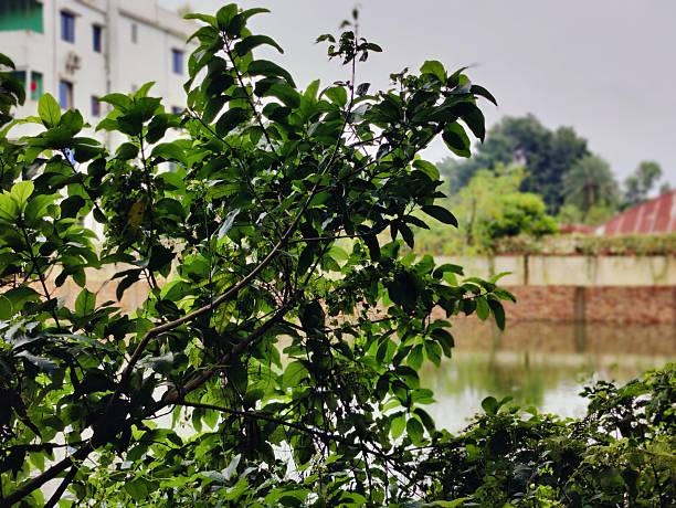 Peaceful view of a calm, green lake surrounded by dense forest vegetation, showcasing lush foliage and natural beauty. An idyllic nature setting for tranquility, reflection, and connection to the outdoors.