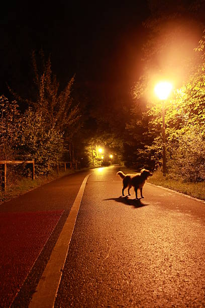 istock Dog is walking down a road at night 2228437661