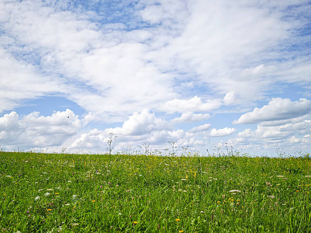 The blue sky and grassland unite as if painted on a large canvas. Feel the beauty of nature's art in this single image.