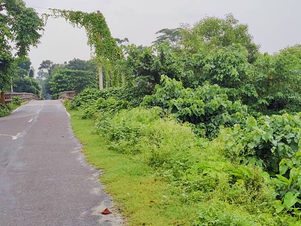 istock peaceful rural road surrounded by green trees and natural scenery 2228438655