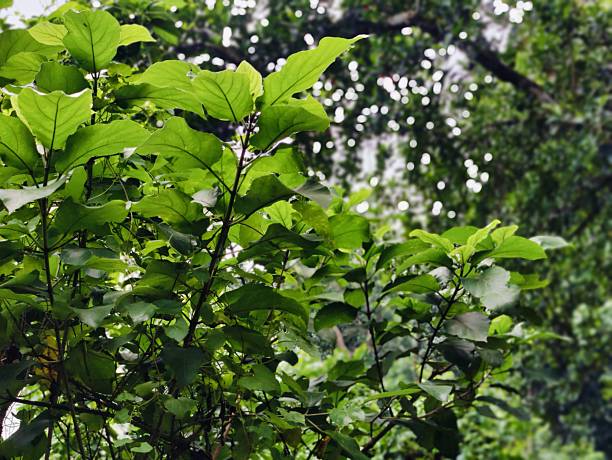 istock beautiful botanical shot, natural wallpaper. Various trees in forest 2228439871