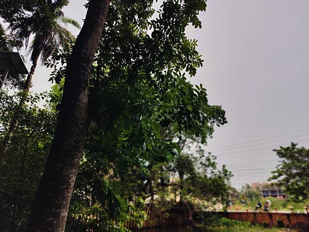 tree branch and leaves nature background, organic greenery texture