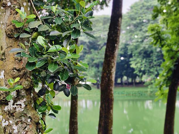 istock Serene lake scene with lush greenery and surrounding by  tree branches 2228440045