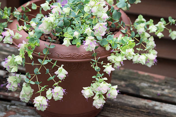 istock Oregano in pots Kent Beauty 2228441196