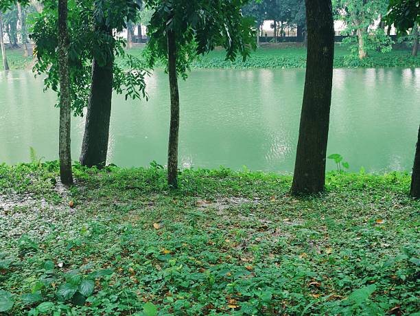Beautiful landscape featuring a tranquil lake surrounded by verdant greenery and tall trees. Reflects the calming ambiance of nature and tranquility, providing a sense of peace and relaxation.