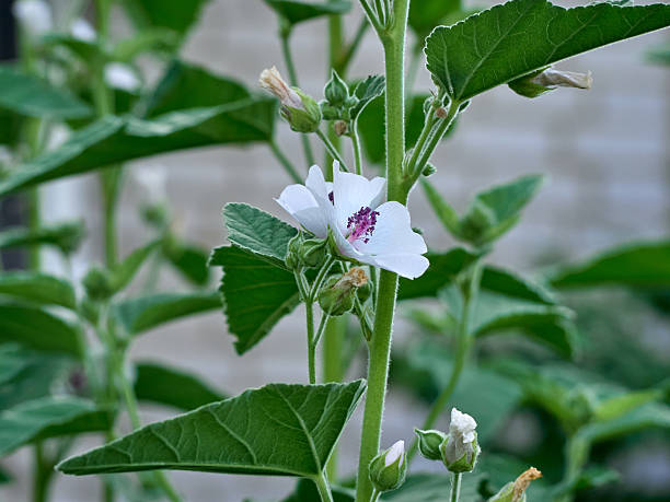 istock Wild flower Althaea officinalis in the garden. 2228442749