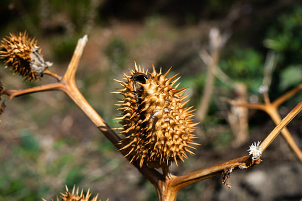 Close-up of a dried Datura pod on a shriveled stem. The spiny texture and faded tones highlight the plant’s poisonous beauty and medicinal significance in folk traditions.