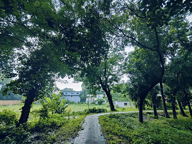 A quiet pathway surrounded by trees and greenery, offering a peaceful environment for walking and relaxing amidst nature. The wet pavement and empty bench evoke solitude and tranquility.