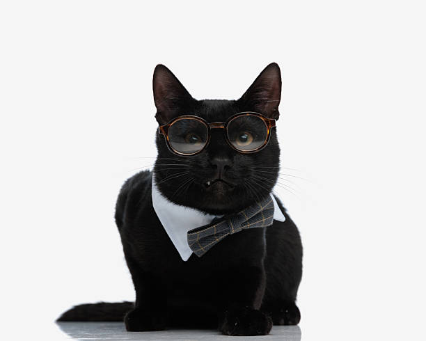 istock cute cat wearing bowtie and glasses resting 2228445894
