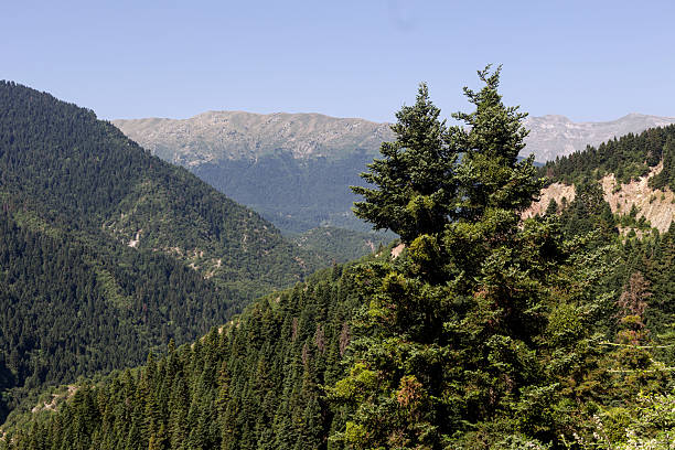 istock Huge fir trees in the forest in the mountains (Central Greece) 2228446692