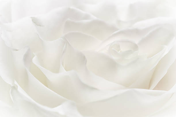 istock White rose flower petals, soft focus. Macro flowers backdrop 2228452375