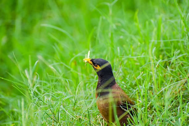 The common myna (Acridotheres tristis) is a bold, omnivorous bird often found in urban and rural environments across Asia.