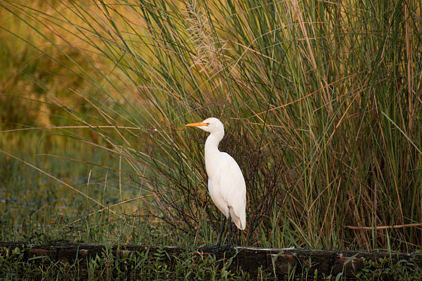 istock Great White Egret (Ardea alba) Standing in Wetlands 2228452810