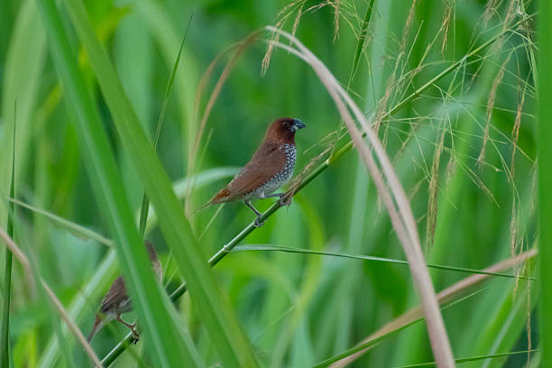 istock Scaly-Breasted Munia (Lonchura punctulata) Bird on Branch 2228452880