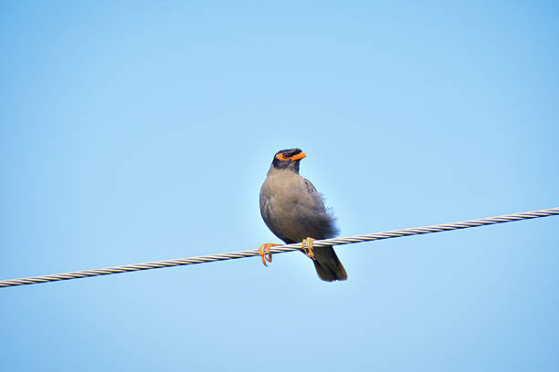 istock Pied Myna Perched Calmly on Electric Cable – Common Indian Starling 2228452977