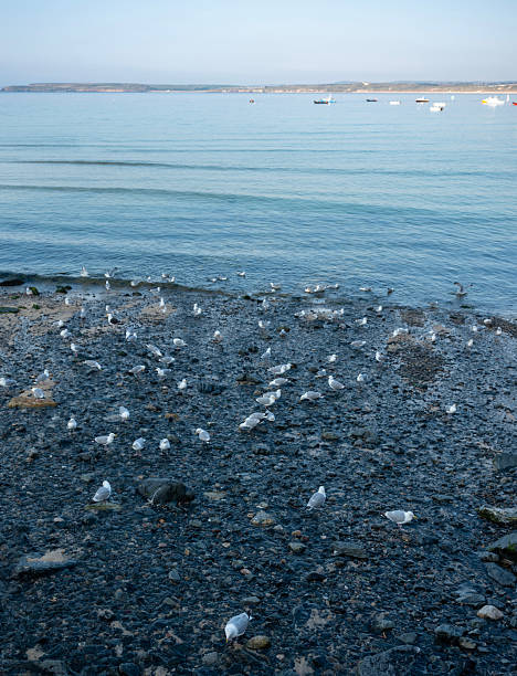 istock sea gulls on one of several beaches in st ives on evening in spring 2228453040