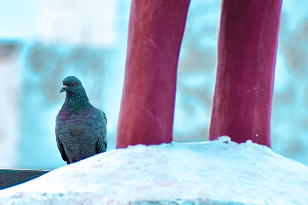 A common pigeon bird (Columba livia domestica) is seen grooming and cleaning its feathers while basking in the soft golden sunlight during evening hours.