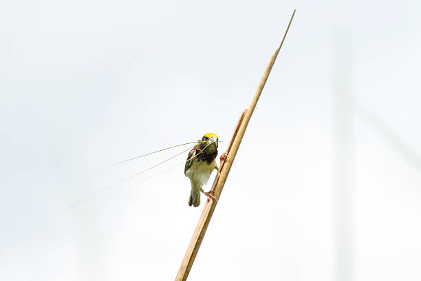 Red Fody bird stands on a wire