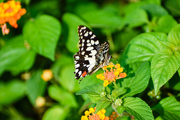 istock Beautiful Butterfly Resting on Leaf – Shallow Depth of Field 2228454695