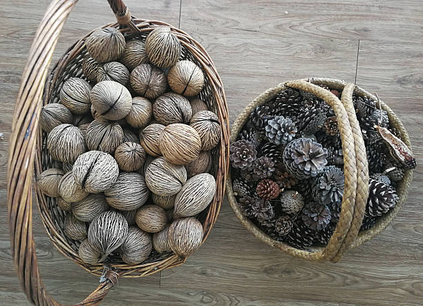 istock Cerbera odollam and dry pine cones with basket 2228454829