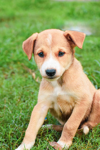 istock Cute Small Puppy Looking Innocently at Camera 2228455105