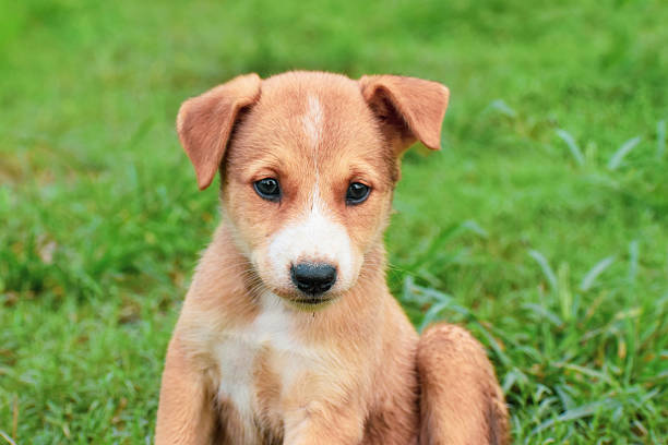 istock Cute Small Puppy Looking Innocently at Camera 2228455115