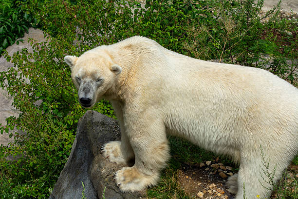 istock A polar bear in the zoo at Vienna, Austria 2228456126