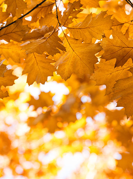 istock Leaves on the branches in the autumn forest. 2228456166