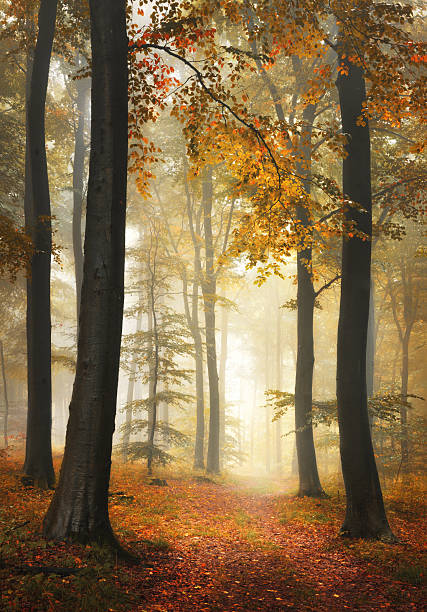 Dreamy forest scenery with fog in fall, with vibrant orange foliage and a scenic path, vertical landscape