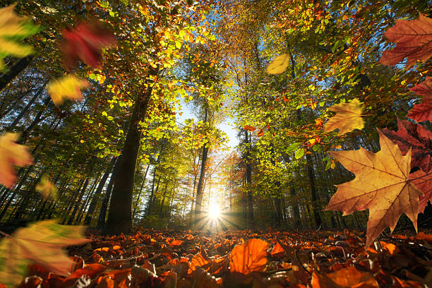 Falling colorful autumn leaves before sunset stock photo