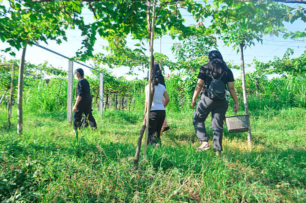 istock Girls make their way through grass toward grape harvest site 2228462617