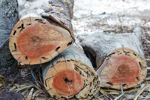 Wooden log timber cutting on field